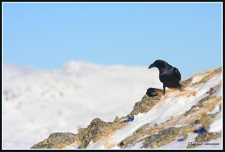Grand corbeau en hiver - Oisans 